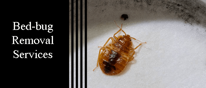 Bed Bug Removal Service